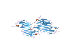 1ya5: Crystal structure of the titin domains z1z2 in complex with telethonin