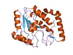 1yuo: Optimisation of the surface electrostatics as a strategy for cold adaptation of uracil-DNA N-glycosylase (UNG)from atlantic cod (Gadus morhua)