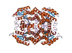 1yxm: Crystal structure of peroxisomal trans 2-enoyl CoA reductase