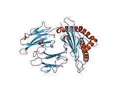 1zhk: Crystal structure of HLA-B*3501 presenting 13-mer EBV antigen LPEPLPQGQLTAY