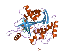 2a0x: Structure of human purine nucleoside phosphorylase H257F mutant