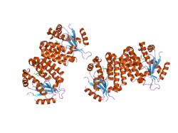 2a30: Crystal structure of human deoxycytidine kinase in complex with deoxycytidine