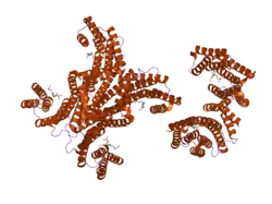 2b05: Crystal Structure of 14-3-3 gamma in complex with a phosphoserine peptide