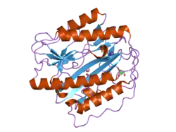 2b3h: Crystal structure of Human Methionine Aminopeptidase Type I with a third cobalt in the active site