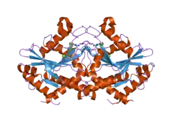 2b8w: Crystal-structure of the N-terminal Large GTPase Domain of human Guanylate Binding protein 1 (hGBP1) in complex with GMP/AlF4
