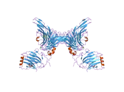2c5d: STRUCTURE OF A MINIMAL GAS6-AXL COMPLEX