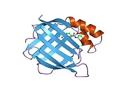 2cbr: CELLULAR RETINOIC ACID BINDING PROTEIN I IN COMPLEX WITH A RETINOBENZOIC ACID (AM80)