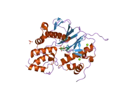 2cg5: STRUCTURE OF AMINOADIPATE-SEMIALDEHYDE DEHYDROGENASE-PHOSPHOPANTETHEINYL TRANSFERASE IN COMPLEX WITH CYTOSOLIC ACYL CARRIER PROTEIN AND COENZYME A