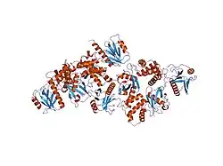 2d10: Crystal structure of the Radixin FERM domain complexed with the NHERF-1 C-terminal tail peptide