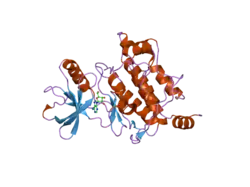 2eva: Structural Basis for the Interaction of TAK1 Kinase with its Activating Protein TAB1