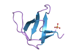 2f2w: alpha-spectrin SH3 domain R21A mutant
