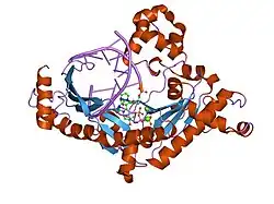 2fll: Ternary complex of human DNA polymerase iota with DNA and dTTP