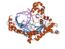 2fln: binary complex of catalytic core of human DNA polymerase iota with DNA (template A)