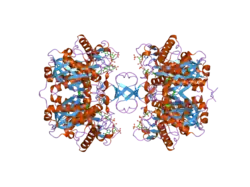 2iby: Crystallographic and kinetic studies of human mitochondrial acetoacetyl-CoA thiolase (T2): the importance of potassium and chloride for its structure and function