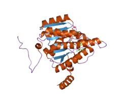 2ilt: Human 11-beta-Hydroxysteroid Dehydrogenase (HSD1) with NADP and Adamantane Sulfone Inhibitor