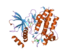 2ivt: CRYSTAL STRUCTURE OF PHOSPHORYLATED RET TYROSINE KINASE DOMAIN