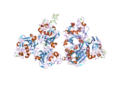 2j1g: L-FICOLIN COMPLEXED TO N-ACETYL-CYSTEIN