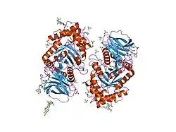 2j25: PARTIALLY DEGLYCOSYLATED GLUCOCERAMIDASE