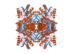 2o2r: Crystal structure of the C-terminal domain of rat 10'formyltetrahydrofolate dehydrogenase in complex with NADPH