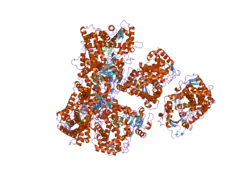 2p85: Structure of Human Lung Cytochrome P450 2A13 with indole bound in two alternate conformations