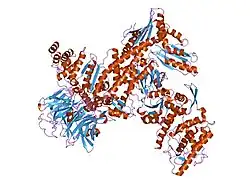 2p9l: Crystal Structure of bovine Arp2/3 complex