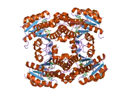 2pd6: Structure of human hydroxysteroid dehydrogenase type 8, HSD17B8