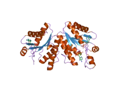 2pez: Crystal structure of deletion mutant of APS-kinase domain of human PAPS-synthetase 1 in complex with cyclic PAPS and dADP