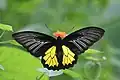 Southern birdwing (Troides minos)