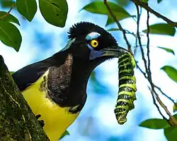 Preyed on by a plush-crested jay