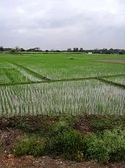 Paddy fields at Nanjangud