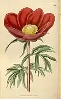 Botanical drawing of Paeonia muscula