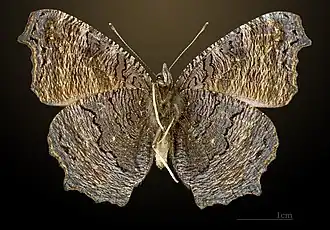 Ventral side