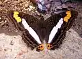 Adelpha syma