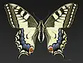 Swallowtail Papilio machaon
