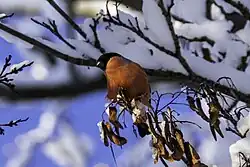 Eurasian bullfinch, Roma, Gotland