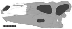Skull of Paranthodon