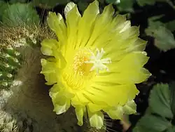 The flower of Parodia leninghausii