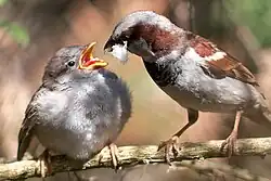 A male bird feeding a chick