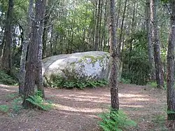 Large stone in a pine forest