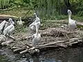 Pelecanus crispus