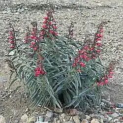 A dark green plant with narrow leaves and spikes of red tubular flowers growing on rocky soil
