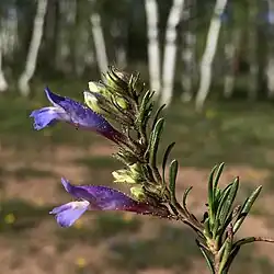 Flowers of Penstemon crandallii