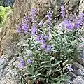Flowers of Penstemon platyphyllus