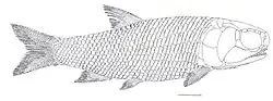 Perleidus altolepis
