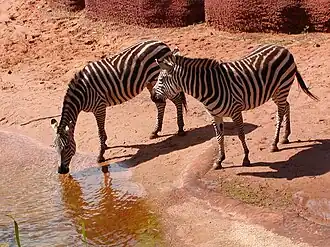 Plains zebras drinking at their waterhole they share with Rothschild's giraffes