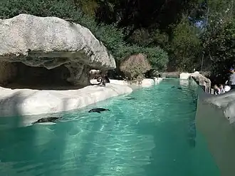 Little penguins in their Penguin Plunge exhibit
