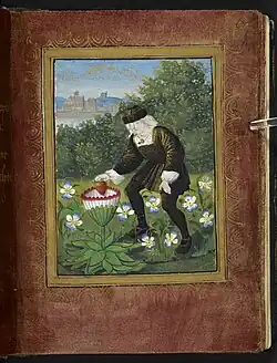 Miniature from the Petit Livre d'Amour (c. 1500), showing the author Pierre Sala [fr] depositing his heart in a marguerite flower (symbolizing his mistress, who was called Marguerite). Also worth mentioning is the miniature on fol. 13r,[28] showing two women catching winged hearts in a net.