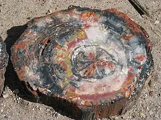 Image 42Petrified wood, by Daniel Schwen (from Wikipedia:Featured pictures/Sciences/Geology)