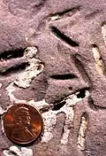 Petroxestes borings in an Upper Ordovician hardground, southern Ohio.[6]