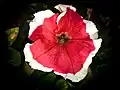 A red petunia with a white border